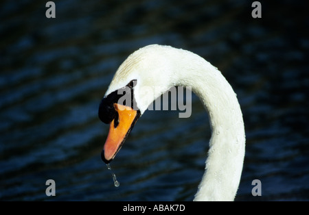 head shot of mute swan may 2005 essex pond cygnus olor Stock Photo