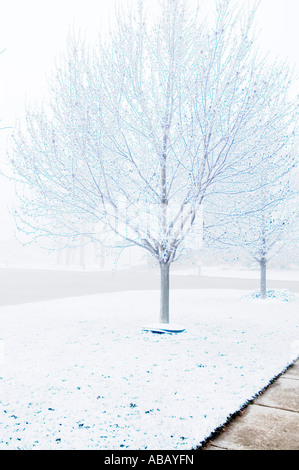 Leaf buds on the Red Maple trees had begun to open The grass was beginning to turn summer green Stock Photo