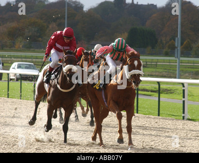 Horse racing on all weather track at Wolverhampton racecourse West Midlands UK Stock Photo