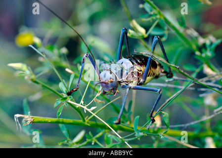an armoured ground cricket crawling in the African bush Stock Photo