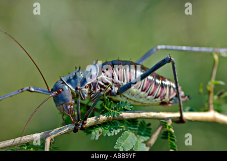 an armoured ground cricket crawling in the African bush Stock Photo