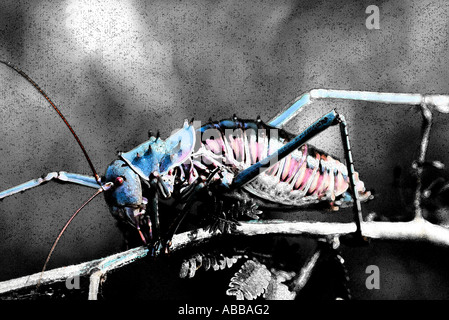 digitally modified image of an armoured ground cricket crawling in the African bush Stock Photo