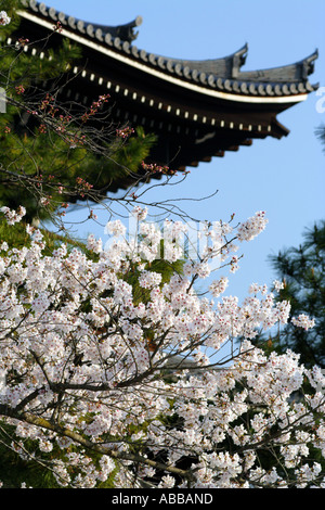 Roof of the Front Gate at Chion Temple, Surrounded in Cherry Blossoms, Kyoto, Japan Stock Photo