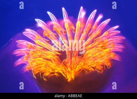 Head of Dog Tapeworm Taenia pisiformis with hooks Rheinberg illumination HFW 1500um Stock Photo