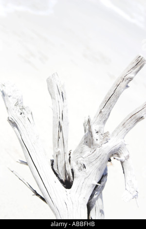 Bleached Driftwood on white sand beach Stock Photo