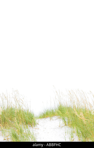 Dune grass on Sandy beach, De Soto Florida USA Stock Photo