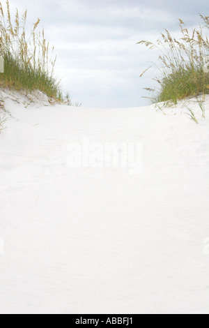 Dune grass on white sand beach at De Soto Beach Florida USA Stock Photo