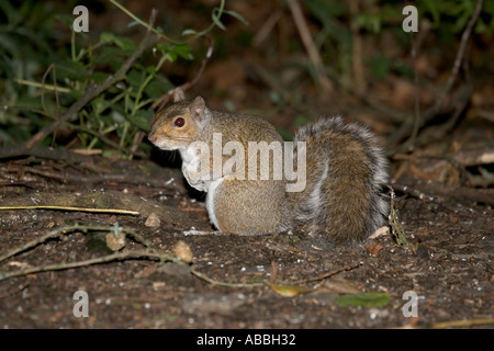 Grey squirrel Sciurus carolinensis introduced into Britain in mid 19th century in woodland Mid Wales Stock Photo