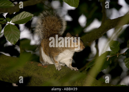 Grey squirrel Sciurus carolinensis introduced into Britain in mid 19th century in woodland Mid Wales Stock Photo