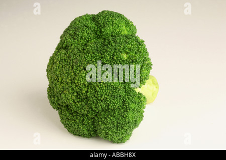 Broccoli against a white background Stock Photo
