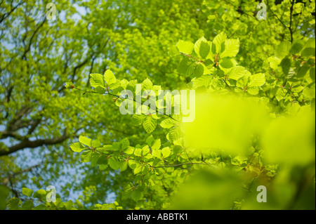 new foliage on a Beech Tree emerging in spring time, Ambleside, Cumbria, UK Stock Photo