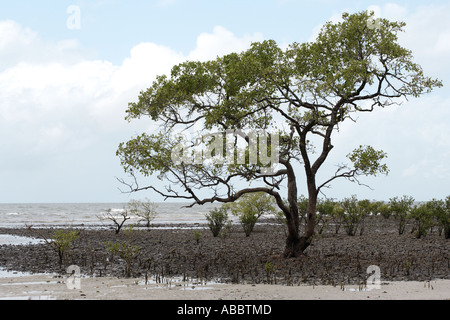 Where Mangrove Beach in the Tropical Rainforest meets the Great Barrier Reef at Cape Tribulation, Queensland, Australia Stock Photo