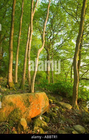 spring woodland on the shores of Lake windermere at Rayrigg, Cumbria, UK Stock Photo