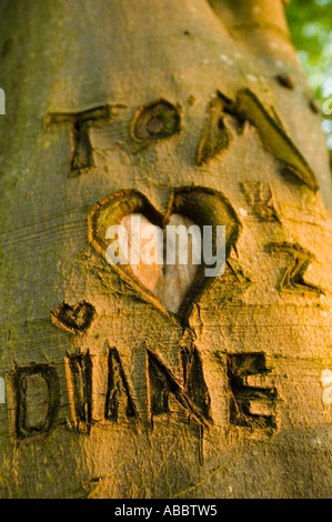 boy and girls names carved into a beech tree on the shores of Windermere, Cumbria, UK Stock Photo