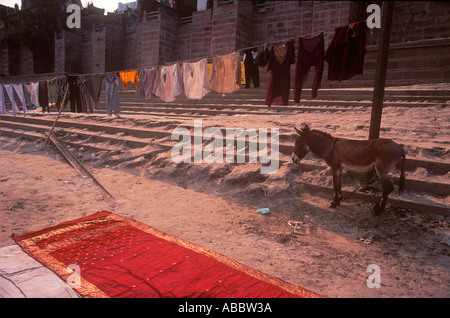 Donkey standing and clothes hanging for drying in Banaras Varanasi Uttar Pradesh India Stock Photo