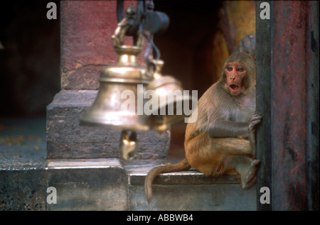 CMP70370 Monkey in a temple near bells of the oldest Indian city of India Banaras now Varanasi Uttar Pradesh India Stock Photo