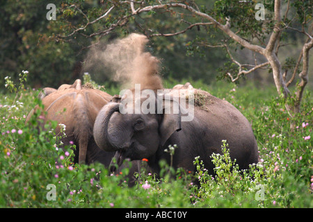 Asian elephants at Bandipur National Park, India. Stock Photo