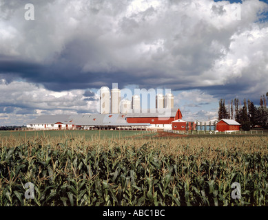 Wisconsin Dairy farm with corn crop in foreground Stock Photo - Alamy