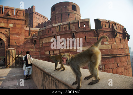 Rhesus Macaque Macaca mulatta At the Red Fort of Agra in India Stock Photo