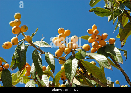 Medlars hanging on the tree, fruit, misperos, Loquat, Altea, Costa Blanca, Spain Stock Photo