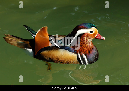 Male Mandarin Duck Aix galericulata Stock Photo