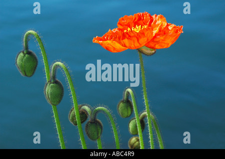 Budding poppies Stock Photo