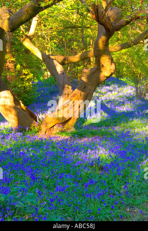 Old tree surrounded by bluebells Stock Photo