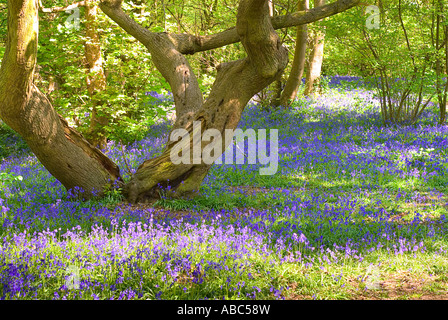 Old tree surrounded by bluebells Stock Photo