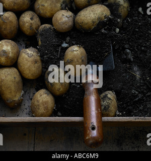 Fresh new potatoes and trowel in wooden tray