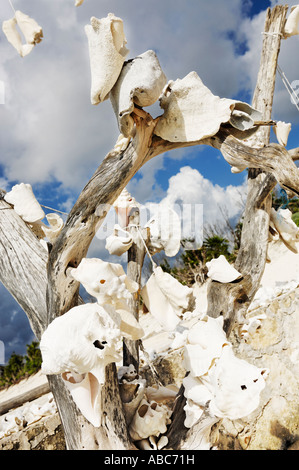 dead tree with shells on the beautiful white sand beach of cozumel island in yucatan mexico Stock Photo