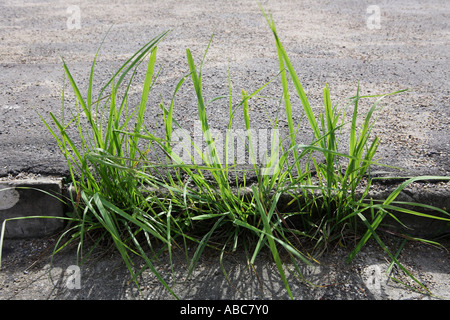 Grass growing out of tarred street Stock Photo