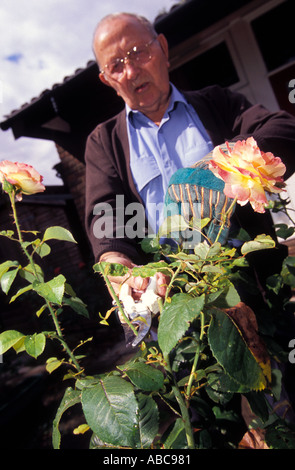 Elderly man pruning plants in garden, Lambeth, London, UK. Stock Photo