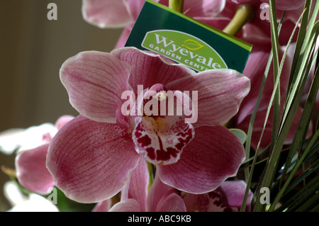 A Wyevale Garden Centre label tag in a collection of pink Orchids for sale in a Wyevale garden centre at Brighton Stock Photo