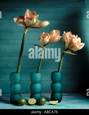 Still-life of three single pale pink amaryllis in three turquoise glass vases Stock Photo