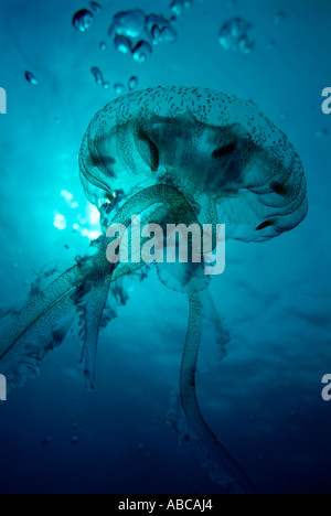 Luminescent Jellyfish /  Mauve Stinger jelly fish - Pelagia noctiluca - swimming through blue waters, France.