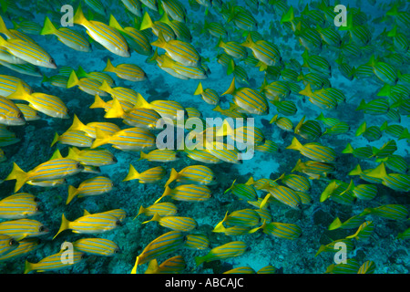 School of blue stripe snapper tropical fish (lutjanus kasmira) Stock Photo