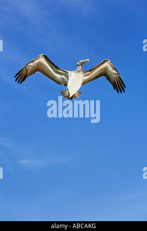 pelican on blue sky of the beautiful white sand beach of cozumel island in yucatan mexico Stock Photo