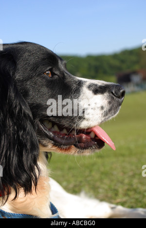 Springer Spaniel dog sat resting with tongue out Stock Photo