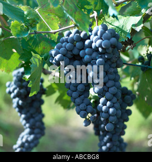 Grapes on vines in Tuscany Stock Photo