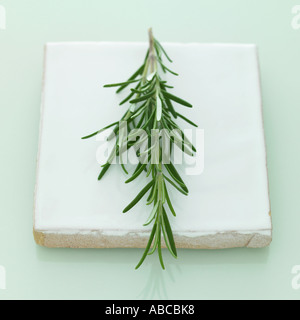 Rosemary branch - one of a series of similar herb images Stock Photo
