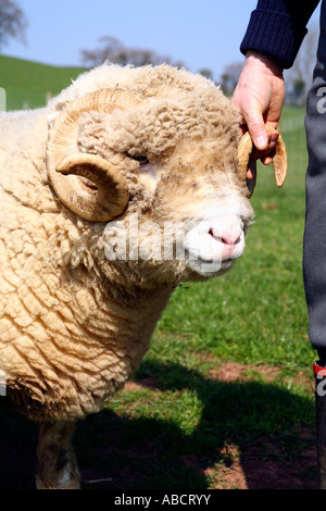 Suffolk sheep on farm in Devon Stock Photo