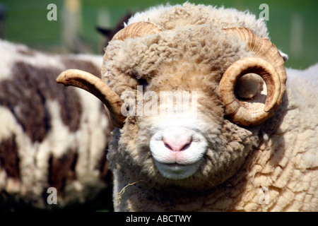 Suffolk sheep on farm in Devon Stock Photo