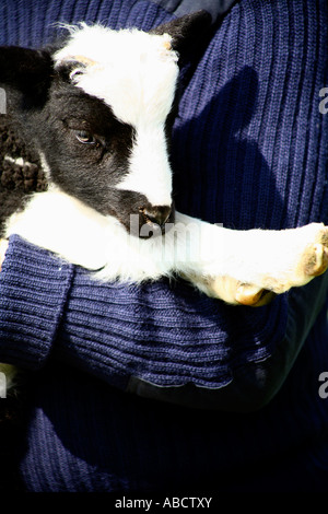 Farmer holding a Jacobs lamb, Devon, England Stock Photo
