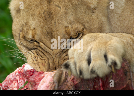 A female African lion, Panthera leo, feeds on a kill. Stock Photo