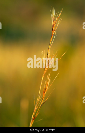 Red grass; Themeda Triandra Stock Photo