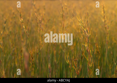 Red grass; Themeda Triandra Stock Photo