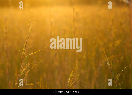 Red grass; Themeda Triandra Stock Photo