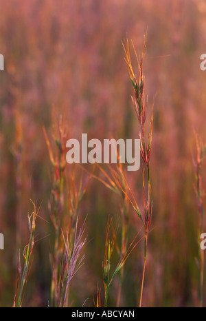 Red grass; Themeda Triandra Stock Photo