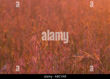 Red grass; Themeda Triandra Stock Photo