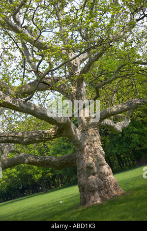 Sycomore Tree Germany old sycamore tree Stock Photo - Alamy